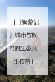 「狮游记」城市与候鸟的生态共生传奇