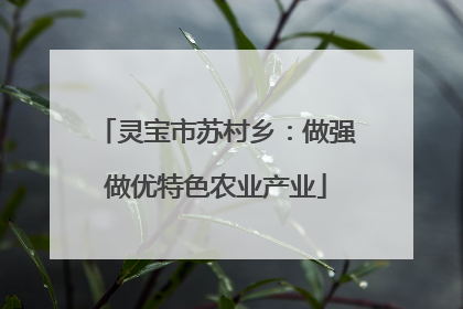 灵宝市苏村乡：做强做优特色农业产业