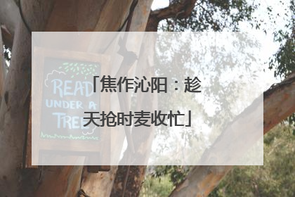 焦作沁阳：趁天抢时麦收忙