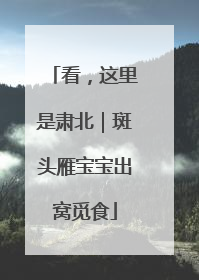 看，这里是肃北｜斑头雁宝宝出窝觅食