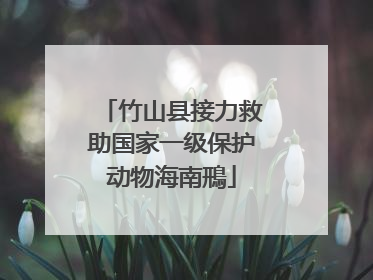 竹山县接力救助国家一级保护动物海南鳽