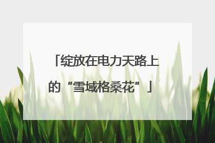 绽放在电力天路上的“雪域格桑花”