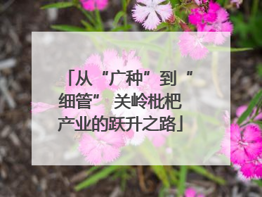 从“广种”到“细管” 关岭枇杷产业的跃升之路