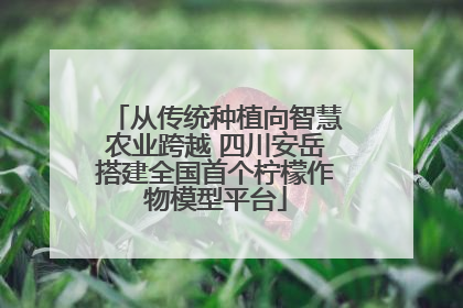 从传统种植向智慧农业跨越 四川安岳搭建全国首个柠檬作物模型平台