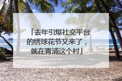 去年引爆社交平台的绣球花节又来了，就在青浦这个村