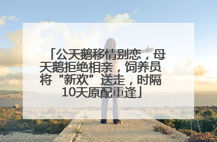 公天鹅移情别恋，母天鹅拒绝相亲，饲养员将“新欢”送走，时隔10天原配重逢