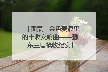 图集｜金色麦浪里的丰收交响曲——豫东三夏抢收纪实