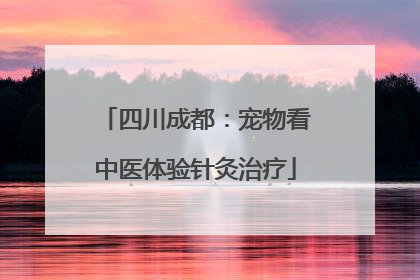 四川成都：宠物看中医体验针灸治疗