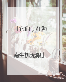 它们，在海南生机无限