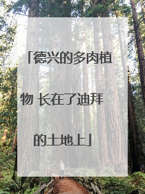 德兴的多肉植物 长在了迪拜的土地上