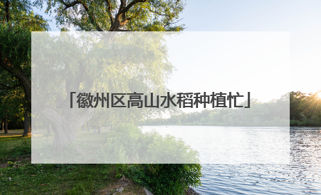 徽州区高山水稻种植忙