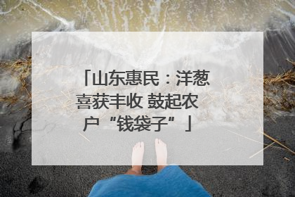 山东惠民：洋葱喜获丰收 鼓起农户“钱袋子”
