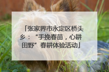 张家界市永定区桥头乡：“手挽春苗，心耕田野”春耕体验活动