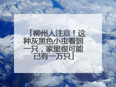 柳州人注意！这种灰黑色小虫看到一只，家里很可能已有一万只