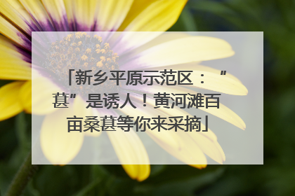 新乡平原示范区：“葚”是诱人！黄河滩百亩桑葚等你来采摘
