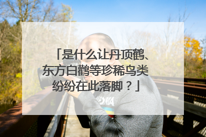 是什么让丹顶鹤、东方白鹳等珍稀鸟类纷纷在此落脚？