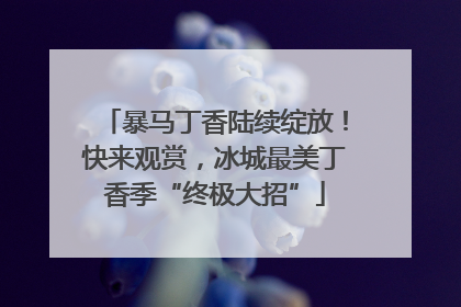暴马丁香陆续绽放！快来观赏，冰城最美丁香季“终极大招”