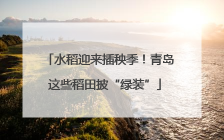 水稻迎来插秧季！青岛这些稻田披“绿装”