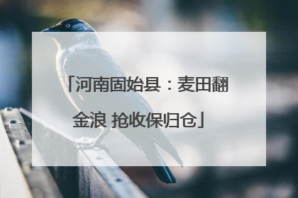 河南固始县：麦田翻金浪 抢收保归仓