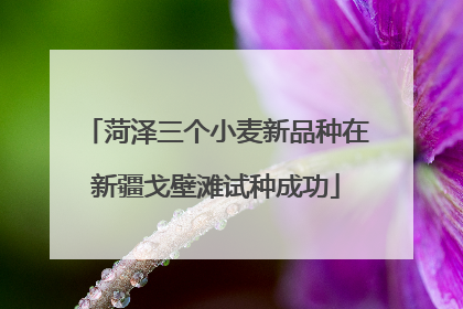 菏泽三个小麦新品种在新疆戈壁滩试种成功