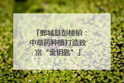 鄄城县彭楼镇：中草药种植打造致富“金钥匙”