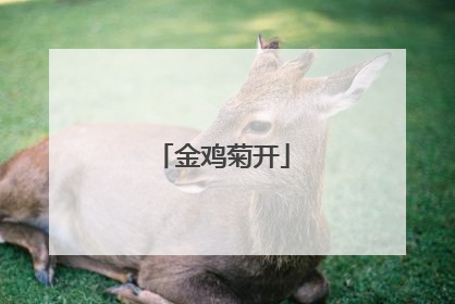 金鸡菊开
