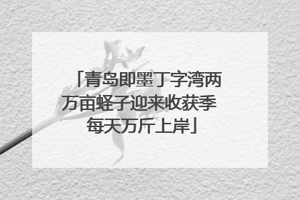 青岛即墨丁字湾两万亩蛏子迎来收获季 每天万斤上岸