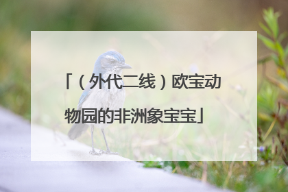 （外代二线）欧宝动物园的非洲象宝宝